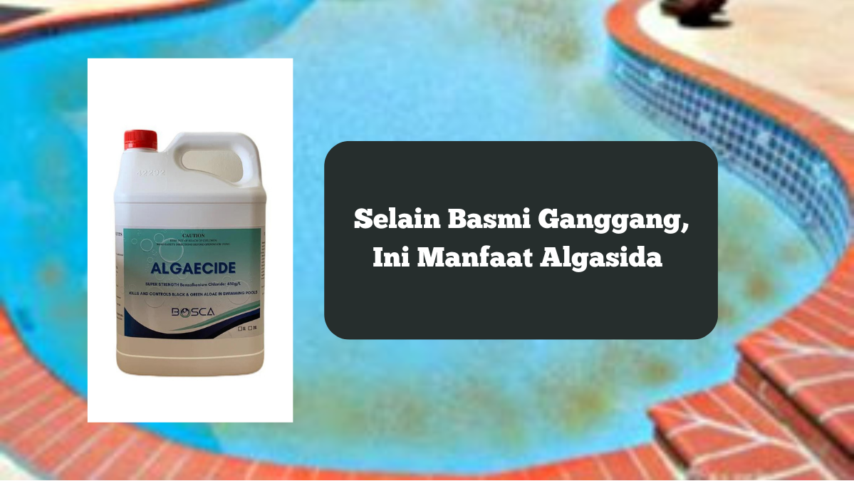 Ilustrasi algasida, selain basmi gangang, ini manfaat yang bisa didapat.