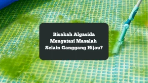 Ilustrasi membersihkan ganggang hijau. Selain ganggang hijau, bisakah algasida atasi masalah lain.