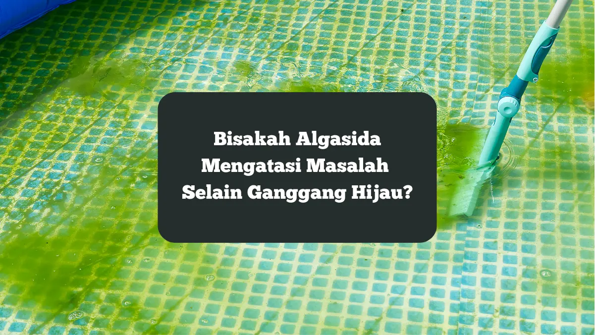 Ilustrasi membersihkan ganggang hijau. Selain ganggang hijau, bisakah algasida atasi masalah lain.