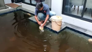 Air kolam renang berawrana kuning hingga kecoklatan. Ini cara mengatasinya.