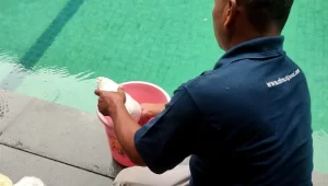Tim Dimulti Pool sedang mengatasi air kolam renang berwarna hijau. Ini langkah melakukannya.