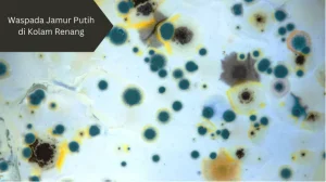 Ilustrasi jamur putih di kolam renang. Ini cara mengatasinya.