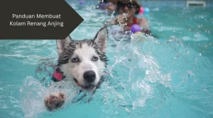 Ilustrasi anjing berenang. Ini panduan membuat kolam renang anjing yang tepat.
