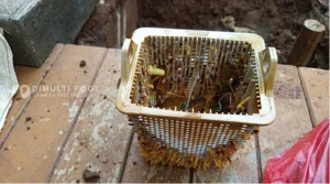 Kondisi basket strainer pompa kolam renang kotor. Ini cara membersihkannya.