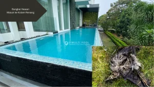 Ilustrasi bangkai. Lakukan ini saat ada bangkai hewan masuk ke kolam renang.