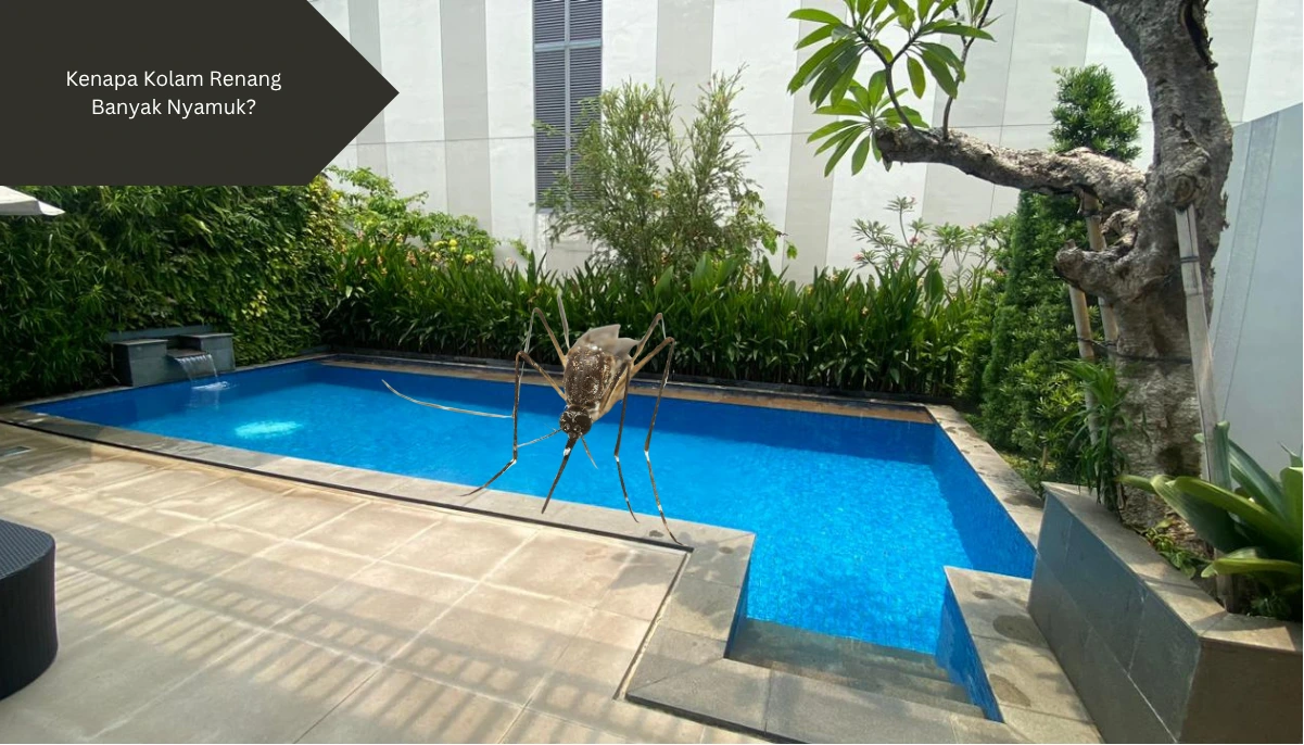 Ilustrasi nyamuk dan kolam renang. Ini alasan dan mencegah kolam renang banyak nyamuk.